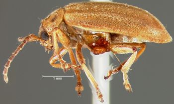 Media type: image;   Entomology 25015 Aspect: habitus lateral view